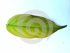 Green leaf on a white backgro