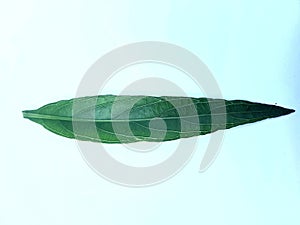 Green leaf on a white backgro photo