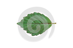 Green leaf on white background.