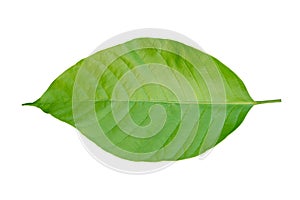 Green leaf on white background.