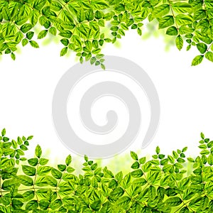 Green leaf on white background