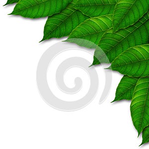 Green leaf on white background