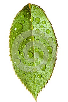 Green leaf on white background