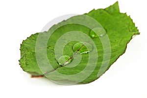 Green leaf on white background