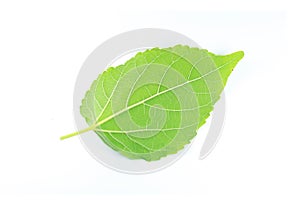 Green leaf on white background
