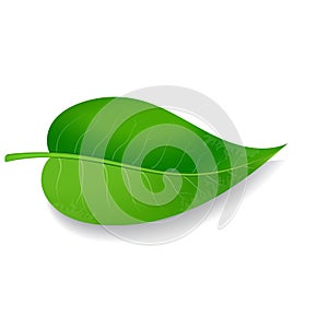 Green leaf on white background