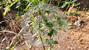 Green leaf and white flower