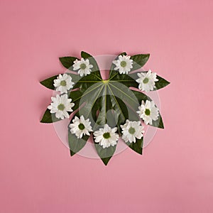 Green leaf with white flowers in the shape of a heart on a pink background. Love concept. Minimal flat lay nature