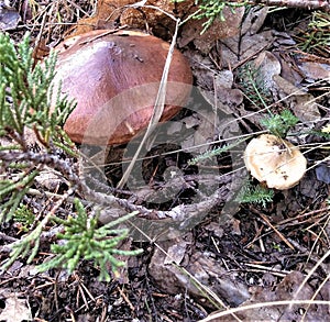 Green leaf and white mushrooms