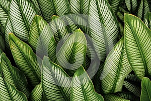 Green leaf with white stripes of Calathea majestica , tropical f