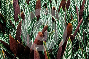 Green leaf with white stripes of Calathea majestica , tropical f