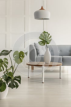 Green leaf in white vase on round wooden coffee table in bright living room with grey couch
