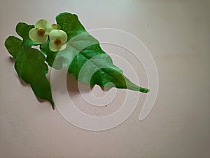 Green leaf of wild Tracheophyta or Vascular plant with Euphorbia flowers photo