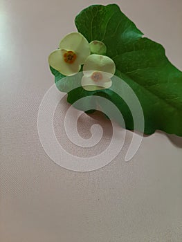 Green leaf of wild Tracheophyta or Vascular plant with Euphorbia flowers photo