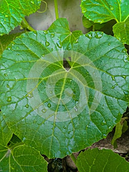 Green leaf of wildplant with raindrop photo