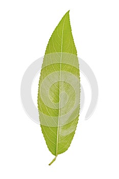 Green leaf of willow isolated on white background