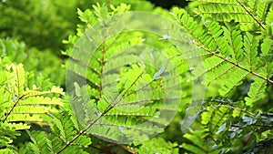 Green leaf in the windy day