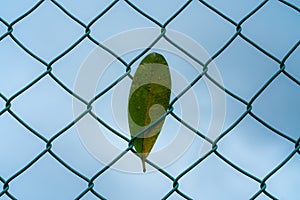 Green leaf on a wire mesh fence