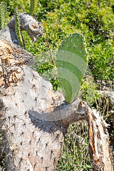 Green leaf in withered cactus opuntia ficus-indica photo