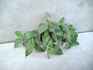 Green leaf and wonderful tropical weeds