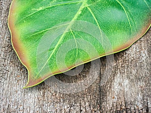 Green Leaf on wood background