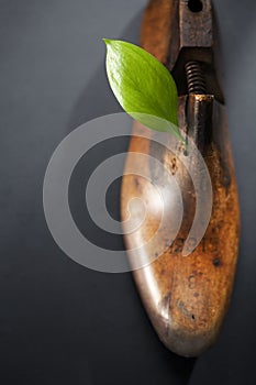 Green leaf on wood shoe