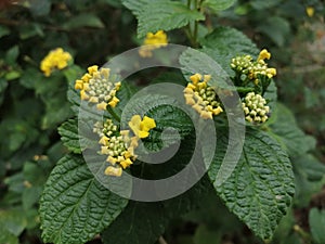 Green leaf with yellow bids