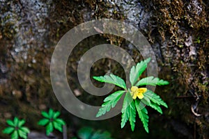 A green leaf with a yellow flower on the background of a tree bark.