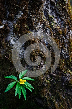 A green leaf with a yellow flower on the background of a tree bark.