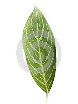 green leaf with yellow vein clean on white background isolated