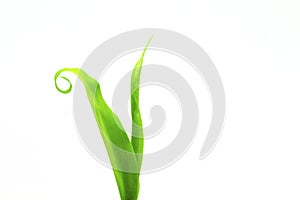 Green leaf of young ginger plant sprout on white background. Fresh green seedling studio photo.