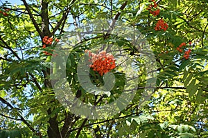 Green leafage and orange fruits of Sorbus aucuparia photo