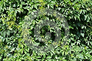 Green leafage of Virginia creeper in summer