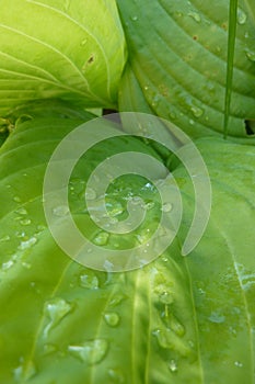 Green leafe