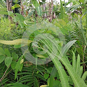 Green Leafe Forest Tropic photo