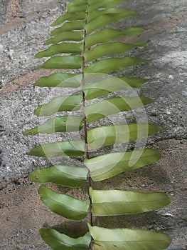 Green leafe wall background brown