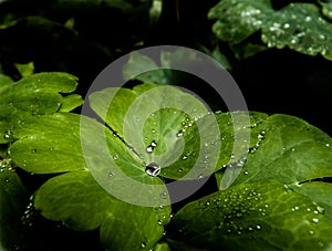 Green leafe with water drops