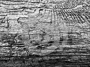 Green leafe with water drops