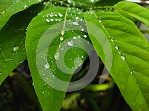 Green leafe wet photo