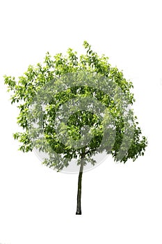 Green leafed ash tree cut out, isolated on white background