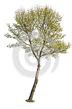 Green leafed tree, cutout plant isolated on white background