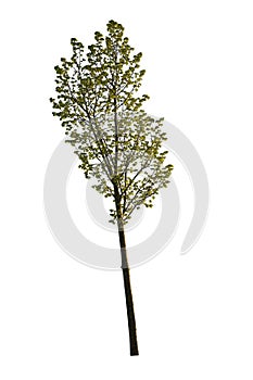 Green leafed tree isolated on white. Cutout plant