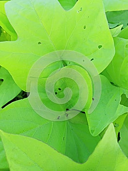 The green leafes plant