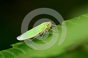 Green leafhopper photo