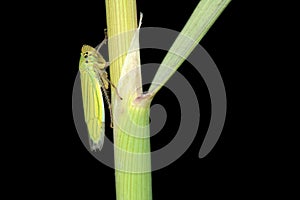 Green leafhopper photo