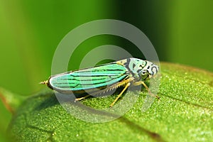 Green Leafhopper Bug Graphocephala atropunctata blue-green sharpshooter bug