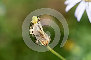 Green leafhopper photo