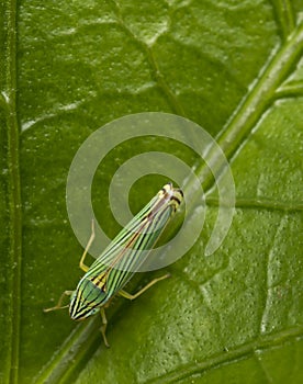 Green leafhopper insect on a leaf