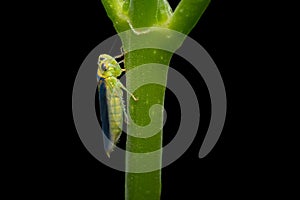 The green leafhopper which scientific name is Cicadella viridis on the branch of the plant and getting plant juices by inserting photo