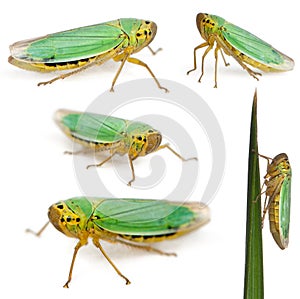 Green Leafhoppers - Cicadella viridis